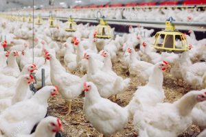 How To Start Broiler Farm In Nigeria.