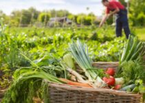 Reasons You Should Consider Investing In Agriculture