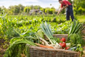 Reasons You Should Consider Investing In Agriculture